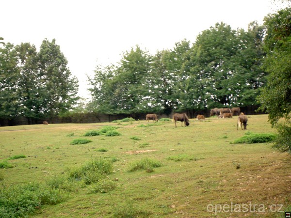 img00229.jpg